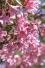 Provence-Alpes-Cote dAzur-France Pink flowering tree in the south of France Art Print